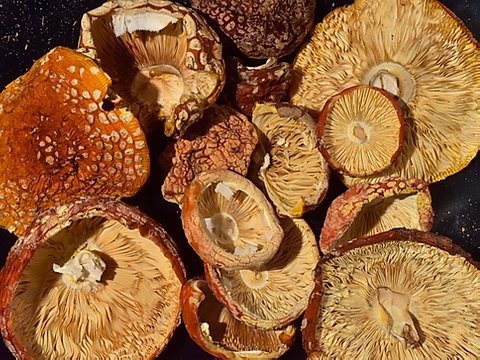 Amanita Muscaria Mushroom Amanita Muscaria Mushroom