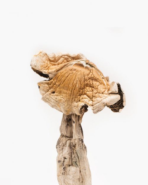 Amazonian Magic Mushrooms Amazonian Magic Mushrooms