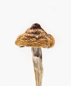 B+ Mushrooms