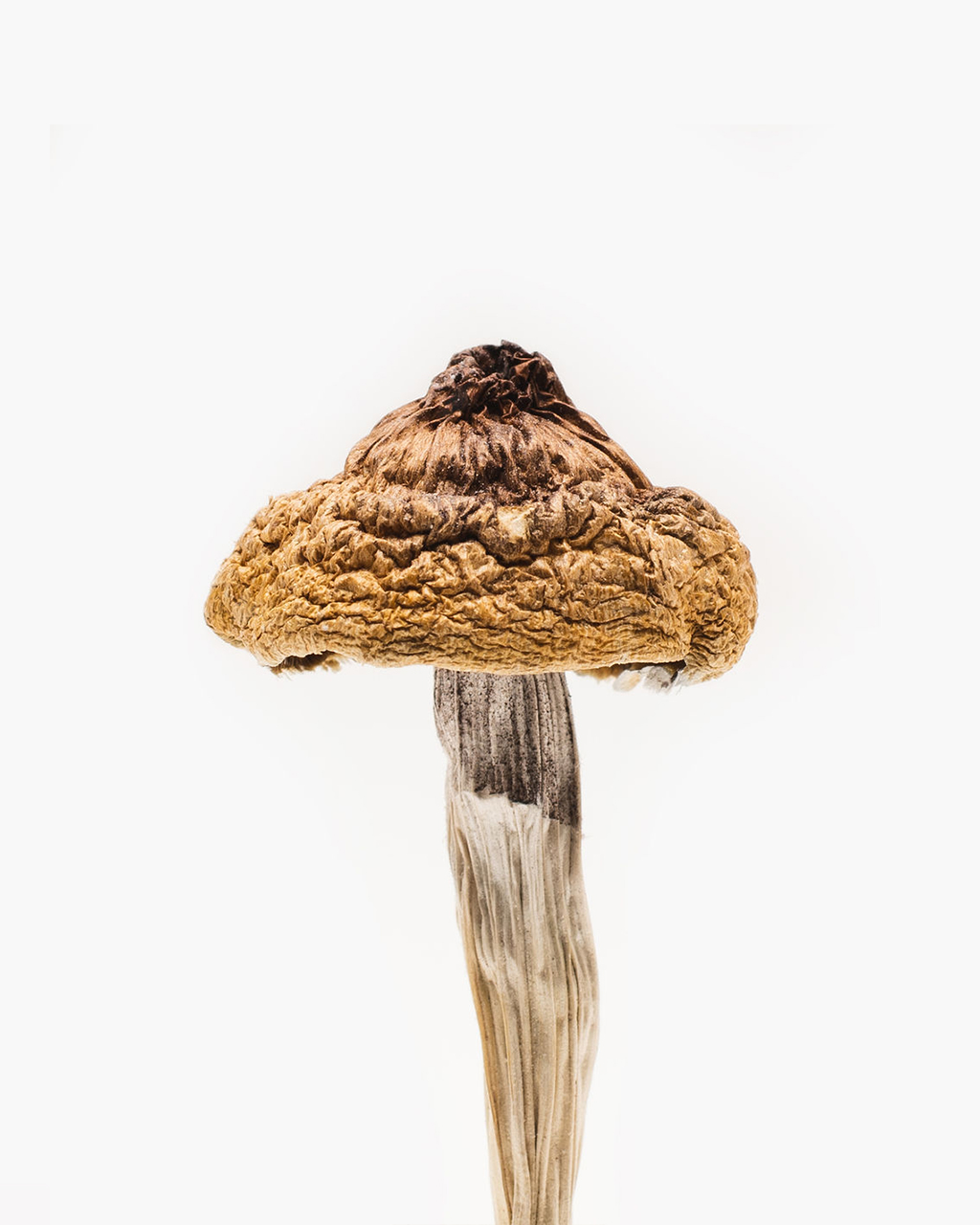 B+ Mushrooms B+ Mushrooms