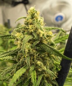 Big Bud Feminized Seeds