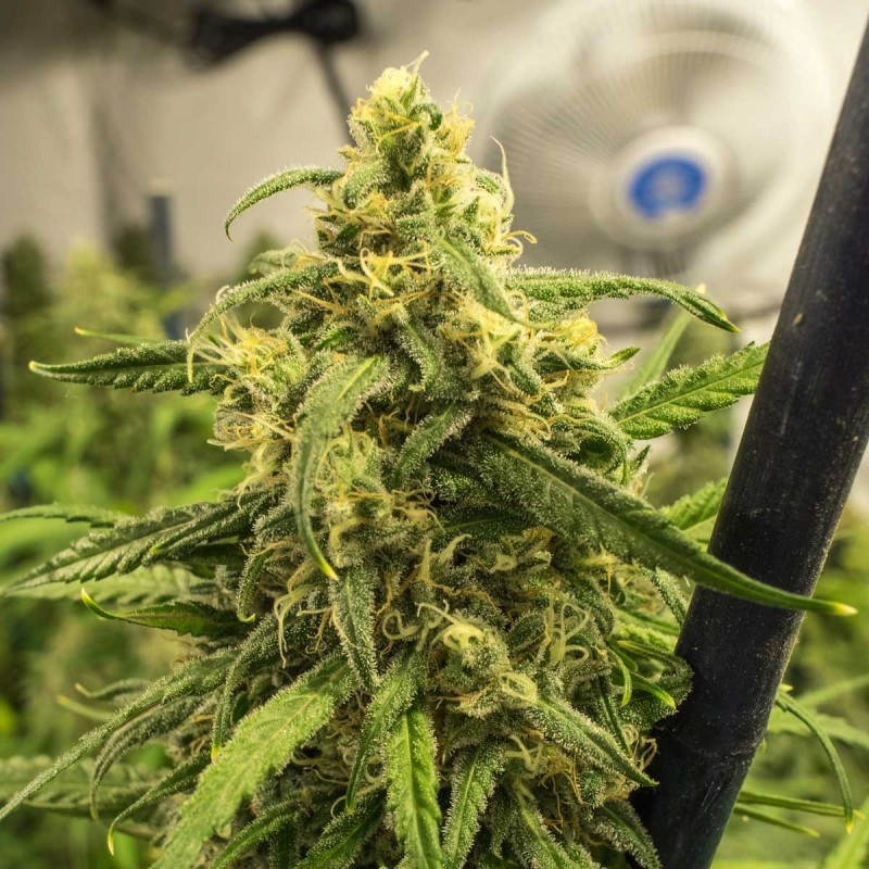 Big Bud Feminized Seeds Big Bud Feminized Seeds