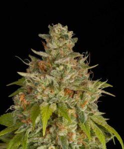 Blue Dream Feminized
