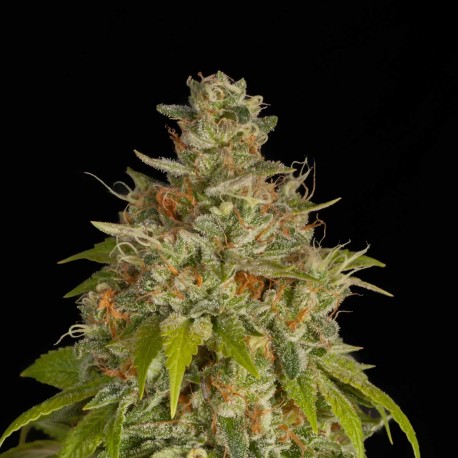 Blue Dream Feminized Blue Dream Feminized