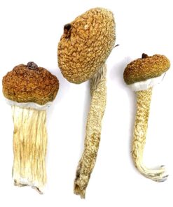 Blue Meanie Magic Mushrooms