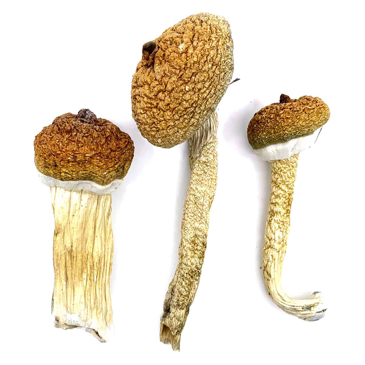 Blue Meanie Magic Mushrooms Blue Meanie Magic Mushrooms