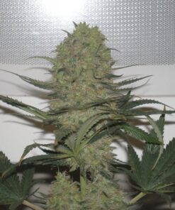 Blue Mystic Strain
