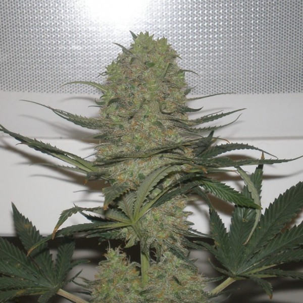 Blue Mystic Strain Blue Mystic Strain