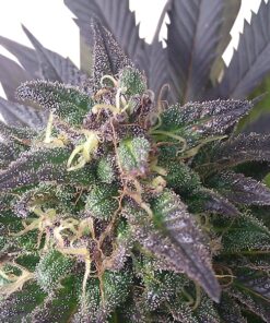 Blue Mystic Feminized
