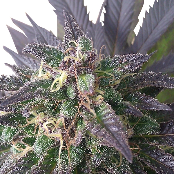 Blue Mystic Feminized Blue Mystic Feminized