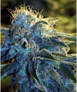 Nyc Diesel Strain