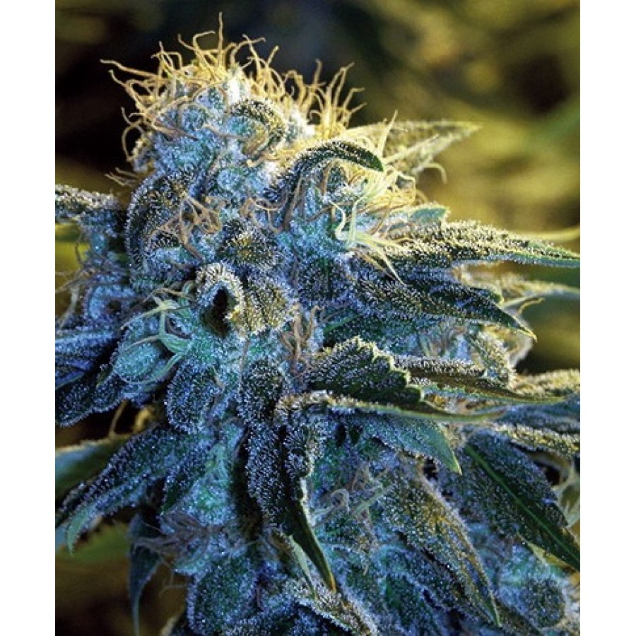 Nyc Diesel Strain Nyc Diesel Strain