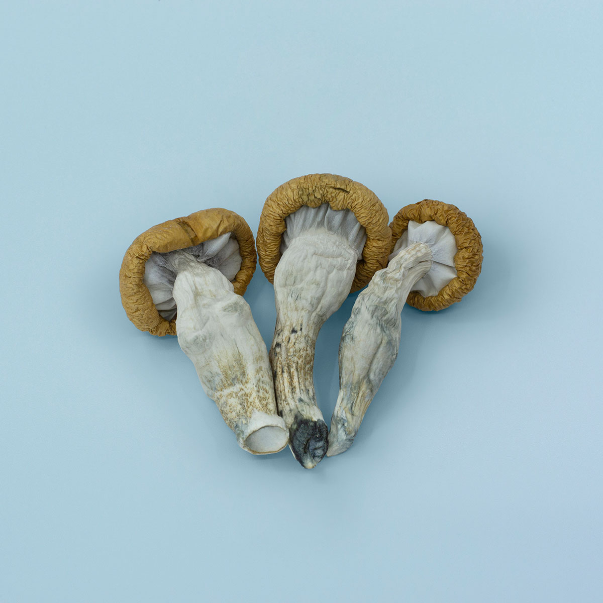 bluemeanies_blue-meanies_psilocybe-cubensis_psilocybecubensis_magicmushrooms_mushrooms_shrooms_psilocybin_psilocin_buyshrooms_shrooms__1010367.jpg_1
