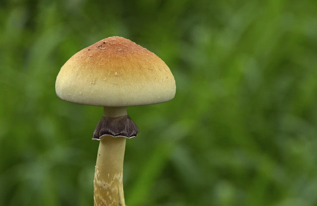 cubensis (1)