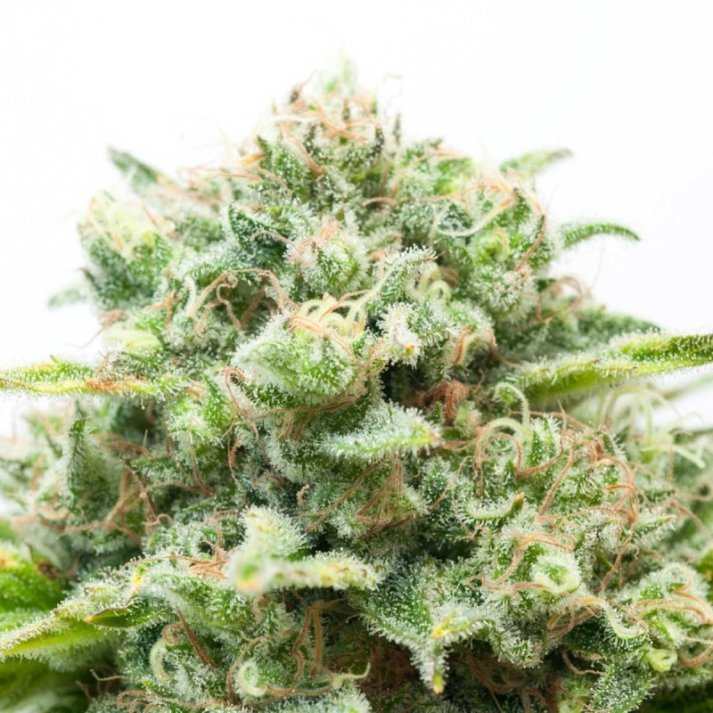 Diesel Autoflowering Diesel Autoflowering
