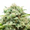 Diesel Feminized Seeds