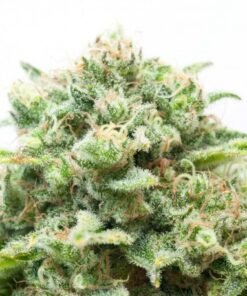 Diesel Feminized Seeds