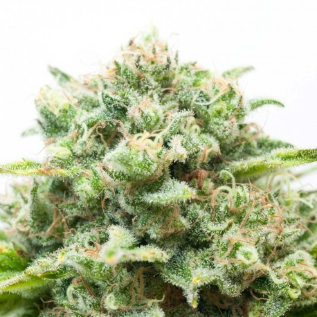 Diesel Feminized Seeds Diesel Feminized Seeds