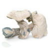 Avery Albino Mushrooms