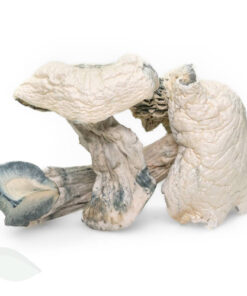 Avery Albino Mushrooms