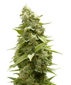 Girl Scout Cookies Feminized