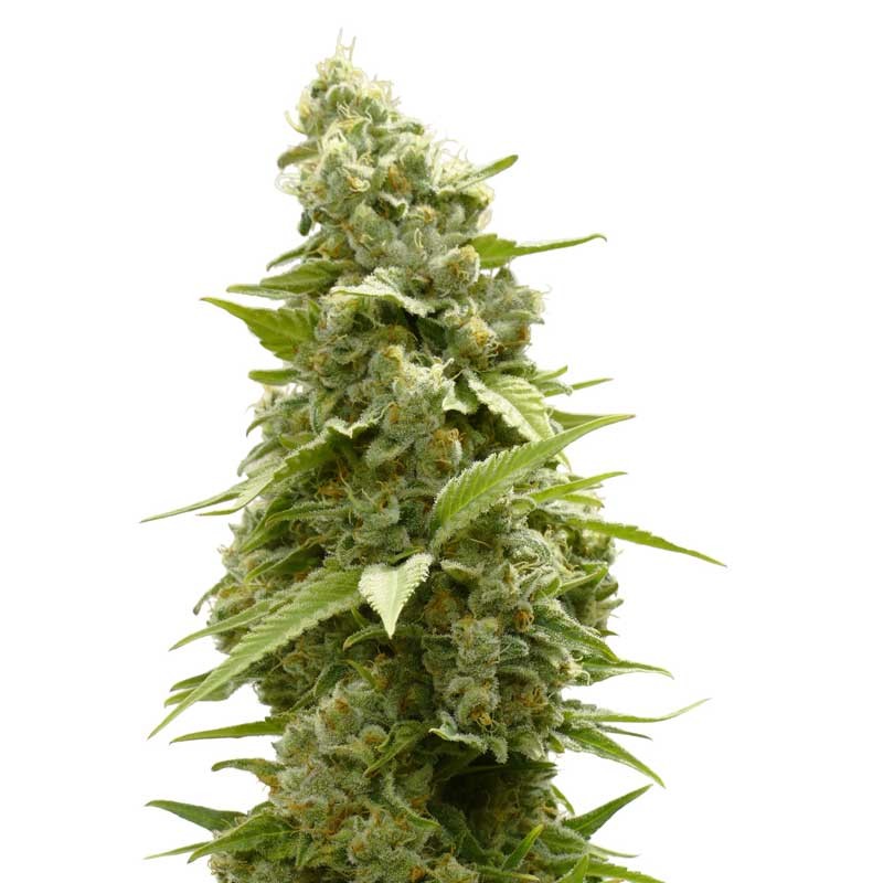 Girl Scout Cookies Feminized Girl Scout Cookies Feminized