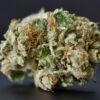 Grease Monkey Strain