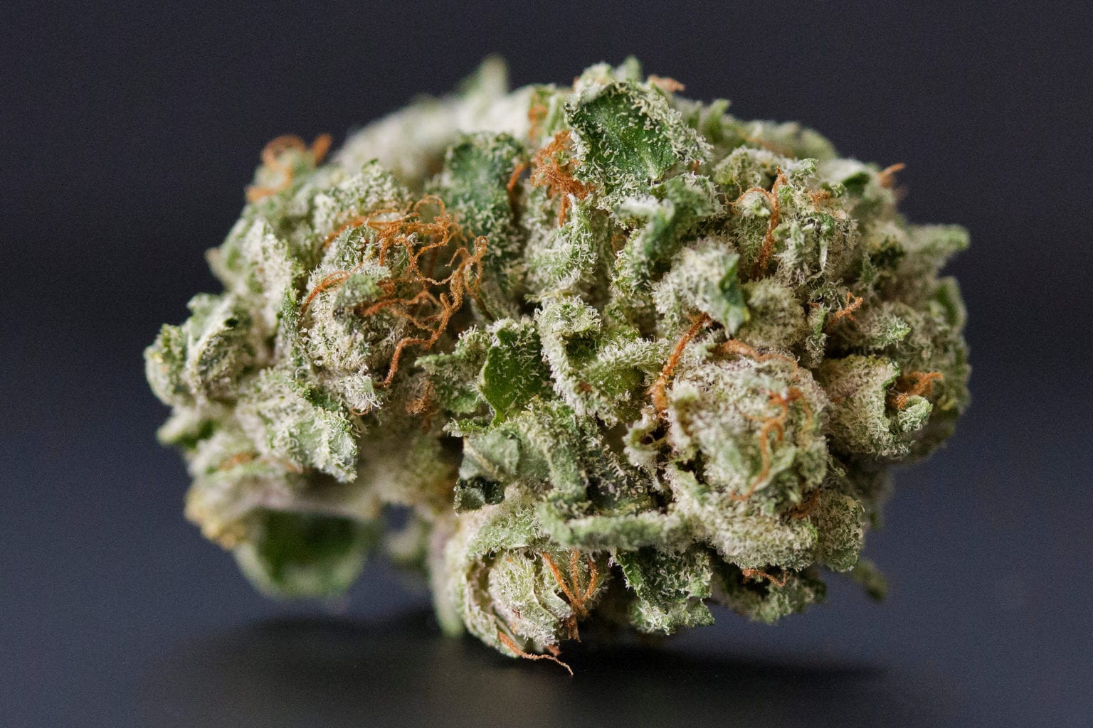 Grease Monkey Strain Grease Monkey Strain