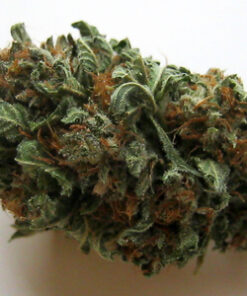 Hawaiian Skunk Strain