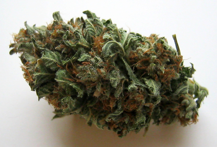 Hawaiian Skunk Strain Hawaiian Skunk Strain
