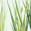 Acorus Calamus 1000 Grams (Sweet Flag)