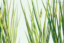 Acorus Calamus 1000 Grams (Sweet Flag)