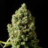 Jack Herer feminized