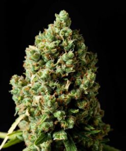 Jack Herer feminized