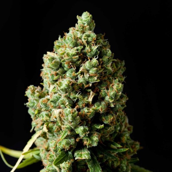 Jack Herer feminized Jack Herer feminized