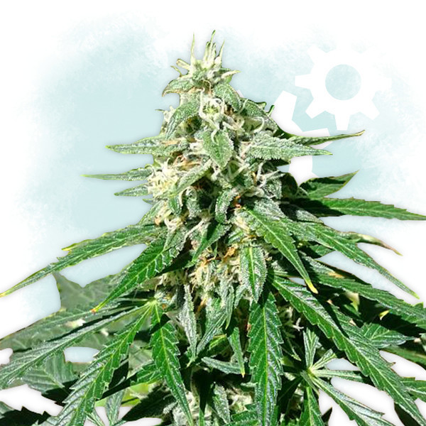 Jack Herer Autoflowering Jack Herer Autoflowering