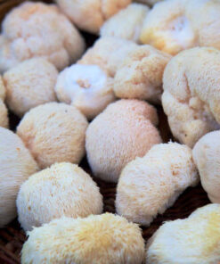 Hericium Leeuwenman – 60 capsules