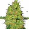 Master Kush Feminized