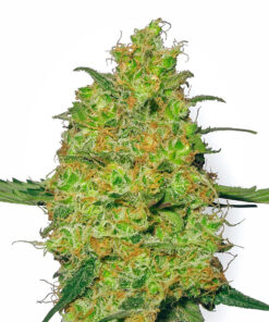 Master Kush Feminized