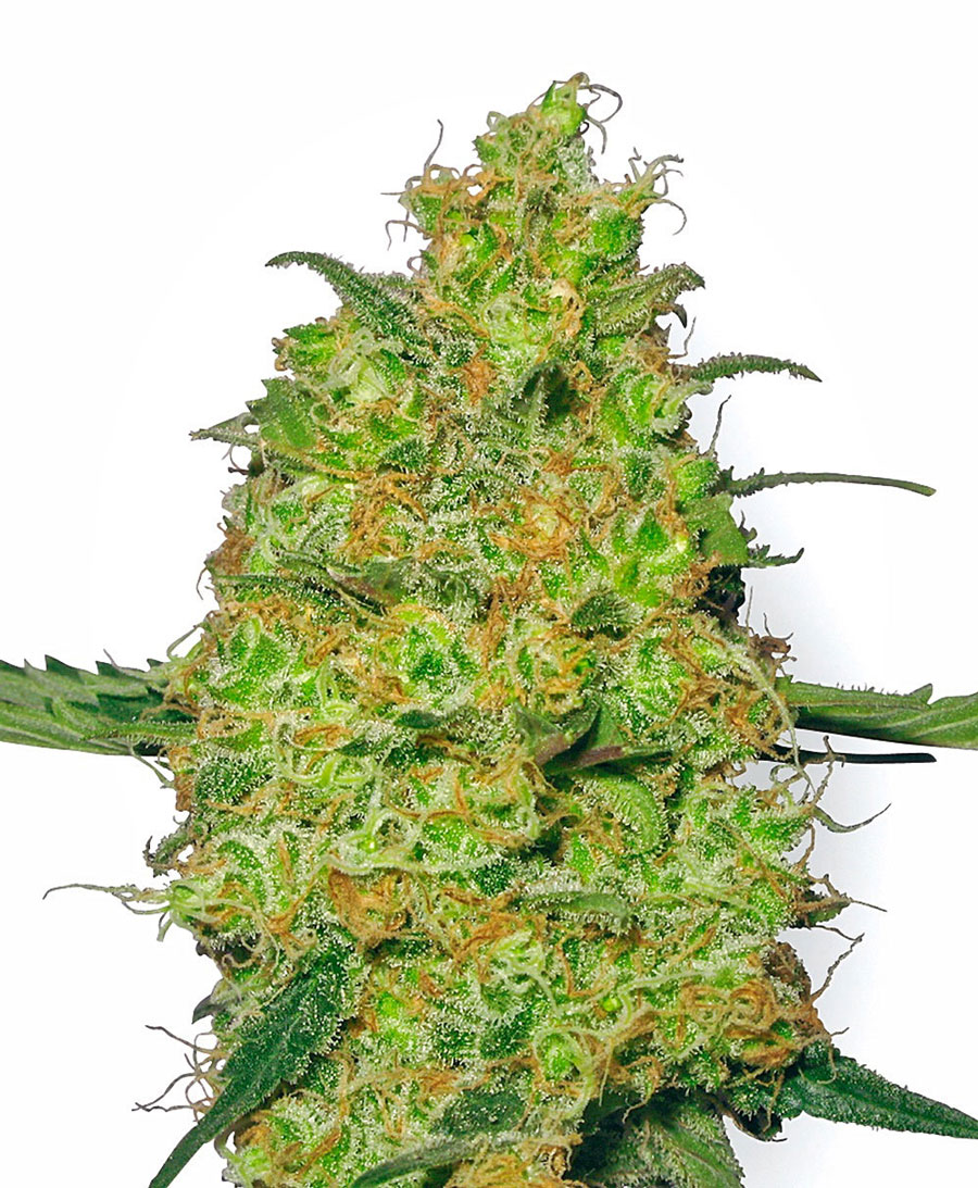 Master Kush Feminized Master Kush Feminized