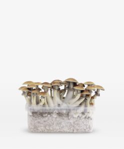Gouden leraar Growkit