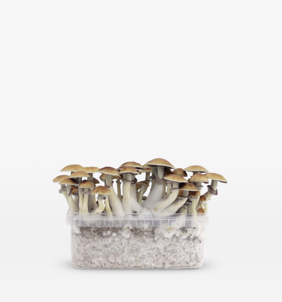 Gouden leraar Growkit Gouden leraar Growkit