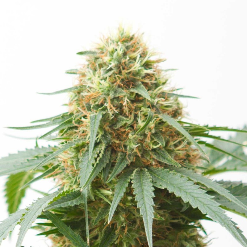 Northern Light Autoflowering Northern Light Autoflowering