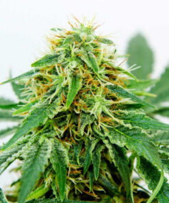 Northern Light x Shiva Feminized