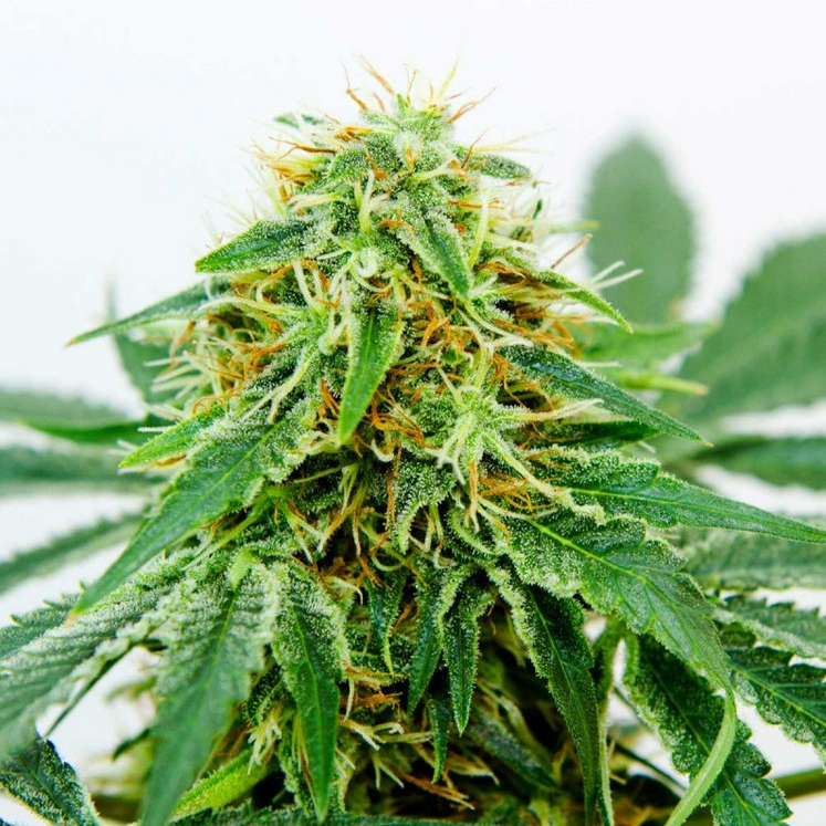 Northern Light x Shiva Feminized Northern Light x Shiva Feminized