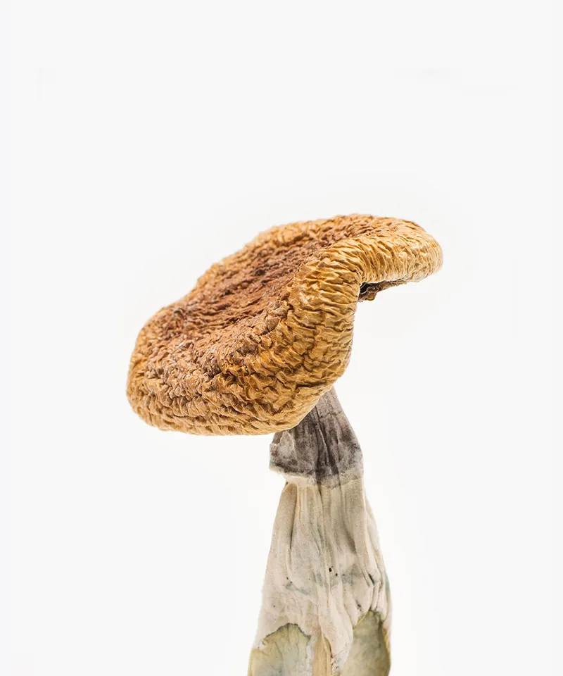 Golden Teacher Mushrooms Golden Teacher Mushrooms