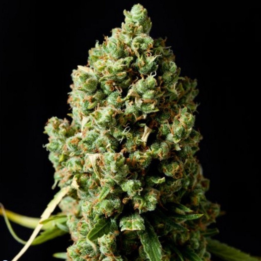 Pineapple Express autoflowering Pineapple Express autoflowering