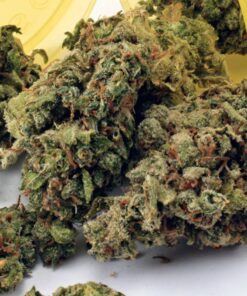 Mr Nice Guy Weed Strain