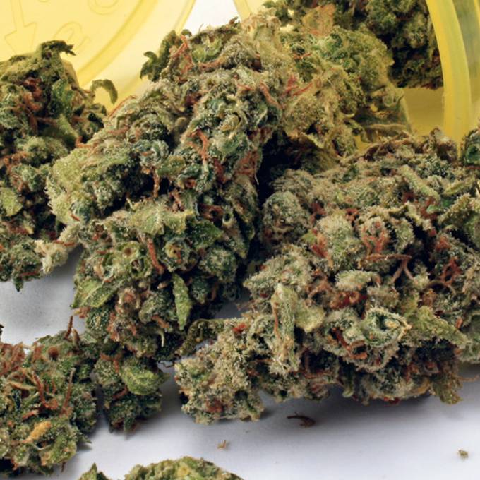 Mr Nice Guy Weed Strain Mr Nice Guy Weed Strain