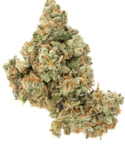 Jack Herer Strain
